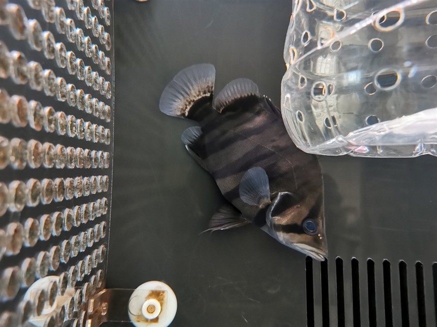 龍魚換食不吃怎么辦(銀龍魚換食不吃怎么辦)