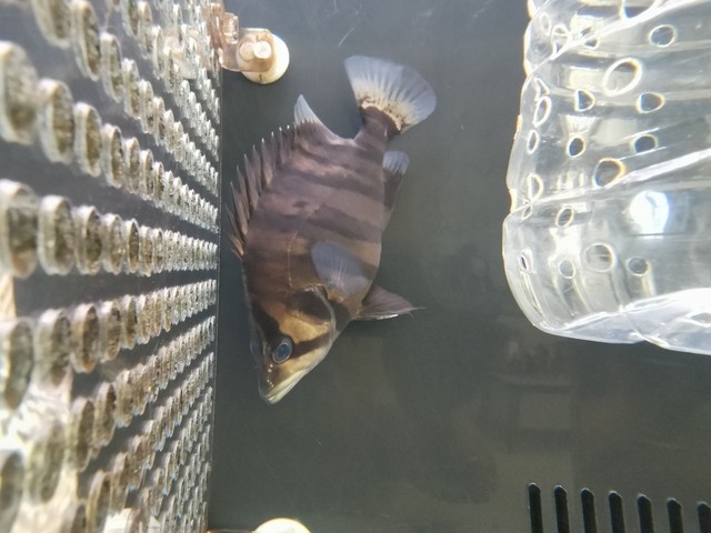 龍魚換食不吃怎么辦(銀龍魚換食不吃怎么辦)