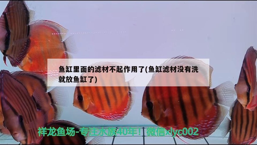 魚缸里面的濾材不起作用了(魚缸濾材沒有洗就放魚缸了)