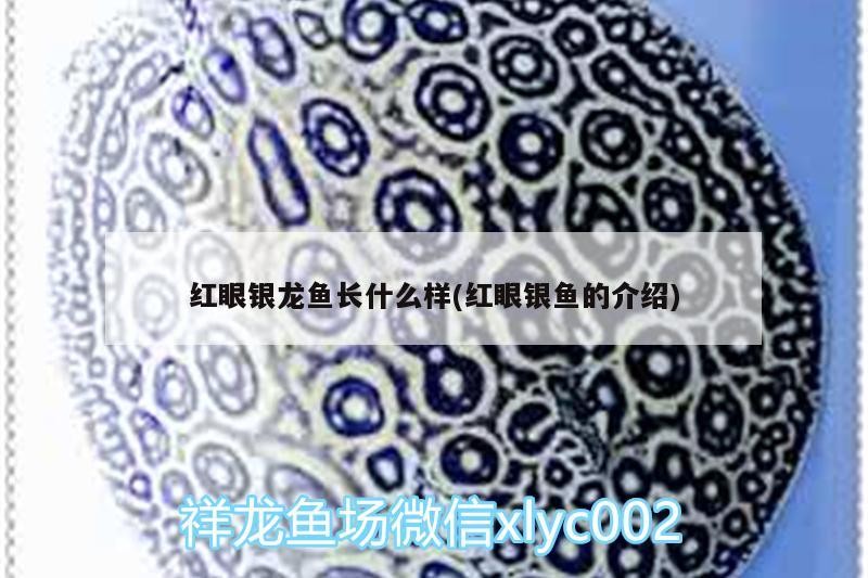 紅眼銀龍魚長什么樣(紅眼銀魚的介紹) 紅眼銀龍魚長什么樣(紅眼銀魚的介紹) 銀龍魚百科