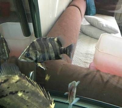 龍魚打架受傷了怎么辦 龍魚打架受傷了怎么辦 龍魚百科 第3張