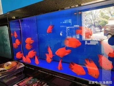 1.8米魚缸養多少鸚鵡魚：1.8米的魚缸養多少鸚鵡魚