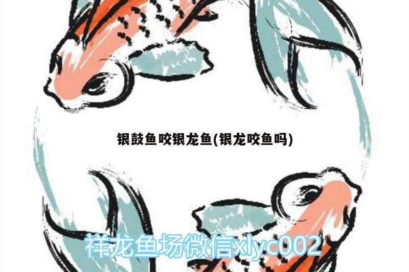 銀鼓魚咬銀龍魚(銀龍咬魚嗎) 銀鼓魚咬銀龍魚(銀龍咬魚嗎) 銀龍魚百科