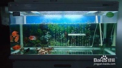 大慶市讓胡路區明珠市場常遠志水族館