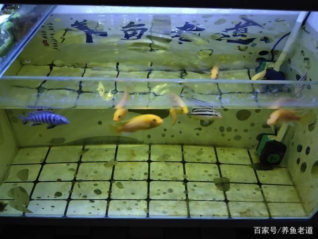 大魚缸的糞便怎么處理：處理大魚缸中的糞便是保持水質清潔和魚兒健康的關鍵步驟