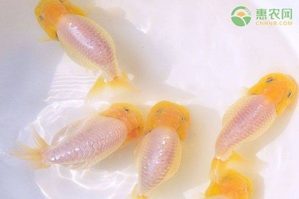 成品魚缸養蘭壽：蘭壽金魚飼養基礎知識蘭壽金魚需要注意以下幾個方面