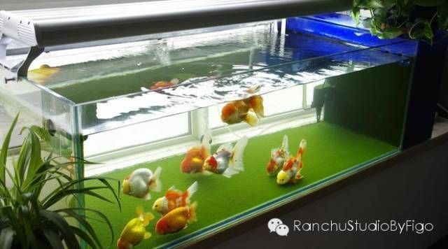成品魚缸養蘭壽：蘭壽金魚飼養基礎知識蘭壽金魚需要注意以下幾個方面