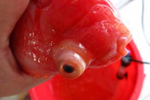 龍魚是熱帶魚么嗎（龍魚是熱帶魚么嗎） 龍魚是熱帶魚么嗎（龍魚是熱帶魚么嗎） 豬鼻龜百科