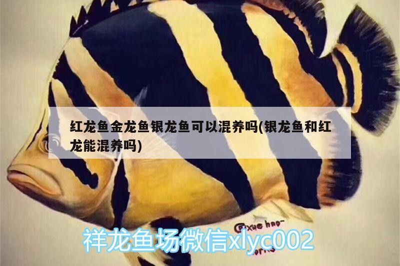 魚缸用增氧泵價格是多少:魚缸增氧機-xtrac增氧機-xtrac增氧機 紅龍魚金龍魚銀龍魚可以混養嗎(銀龍魚和紅龍能混養嗎) 銀龍魚百科 紅龍魚金龍魚銀龍魚可以混養嗎(銀龍魚和紅龍能混養嗎) 紅龍魚金龍魚銀龍魚可以混養嗎(銀龍魚和紅龍能混養嗎) 銀龍魚百科