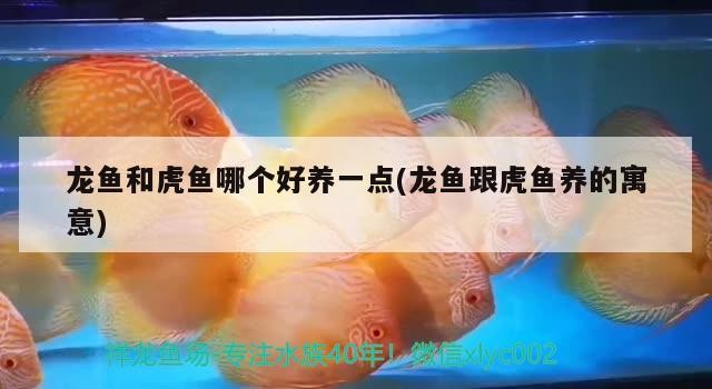 龍魚和虎魚哪個好養一點(龍魚跟虎魚養的寓意)