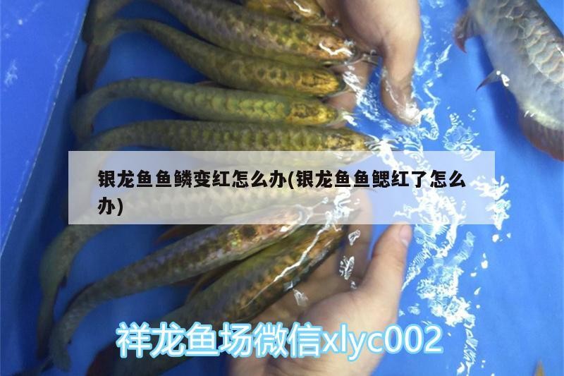 魚藥 銀龍魚魚鱗變紅怎么辦(銀龍魚魚鰓紅了怎么辦) 銀龍魚百科 銀龍魚魚鱗變紅怎么辦(銀龍魚魚鰓紅了怎么辦) 銀龍魚魚鱗變紅怎么辦(銀龍魚魚鰓紅了怎么辦) 銀龍魚百科