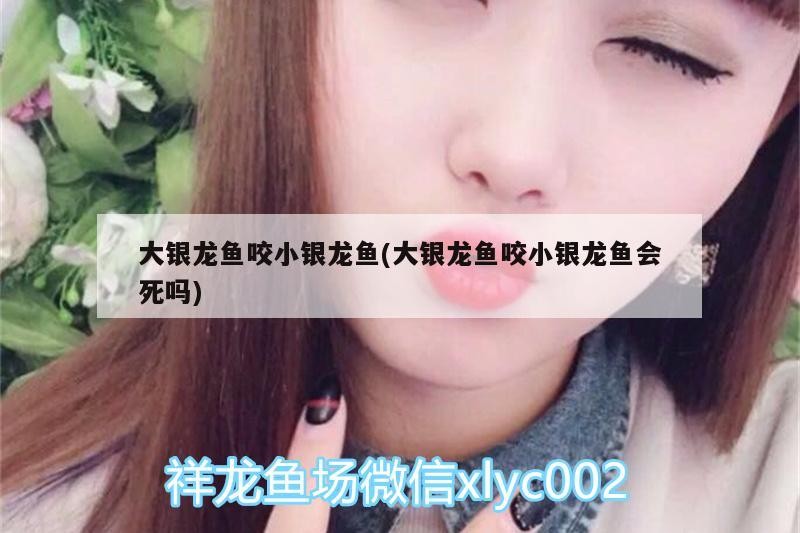 大銀龍魚咬小銀龍魚(大銀龍魚咬小銀龍魚會死嗎)