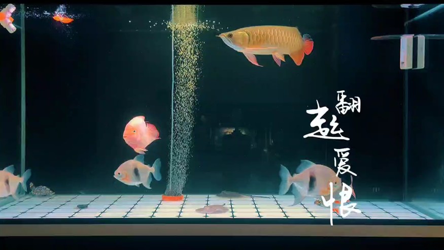 小金龍成長(zhǎng)記第 201