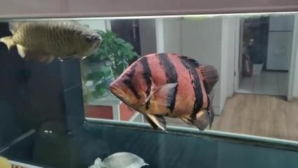 龍魚被虎魚欺負怎么辦 龍魚被虎魚欺負怎么辦 龍魚百科 第1張