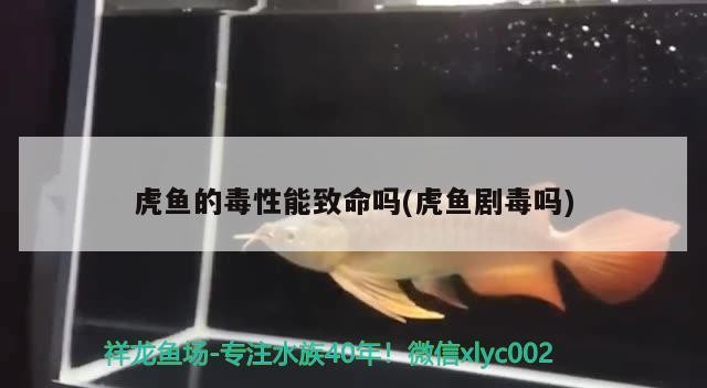 虎魚的毒性能致命嗎(虎魚劇毒嗎) 虎魚的毒性能致命嗎(虎魚劇毒嗎) 虎魚百科 第2張