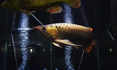 龍魚不精神是什么原因 龍魚不精神是什么原因 龍魚百科 第1張