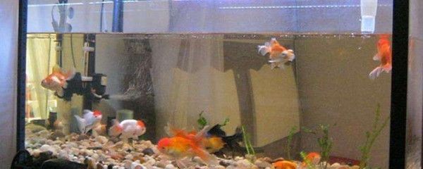 大型魚缸如何拆卸過濾網：大型魚缸拆卸過濾網需要注意的事項