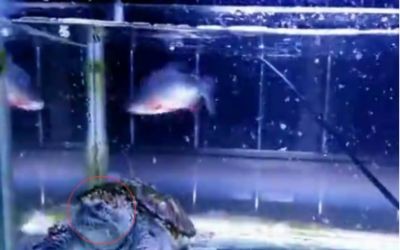 半夜魚撞魚缸:半夜聽到魚撞魚缸的聲音可能讓人感到困擾,可能是多種因素引起的 魚缸百科 第4張 半夜魚撞魚缸:半夜聽到魚撞魚缸的聲音可能讓人感到困擾,可能是多種因素引起的 半夜魚撞魚缸:半夜聽到魚撞魚缸的聲音可能讓人感到困擾,可能是多種因素引起的 魚缸百科 第4張