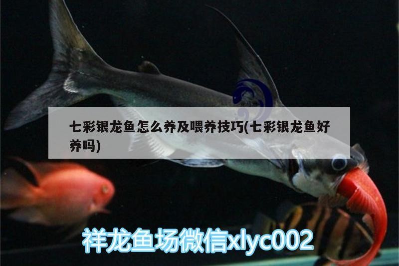 七彩銀龍魚怎么養(yǎng)及喂養(yǎng)技巧(七彩銀龍魚好養(yǎng)嗎)