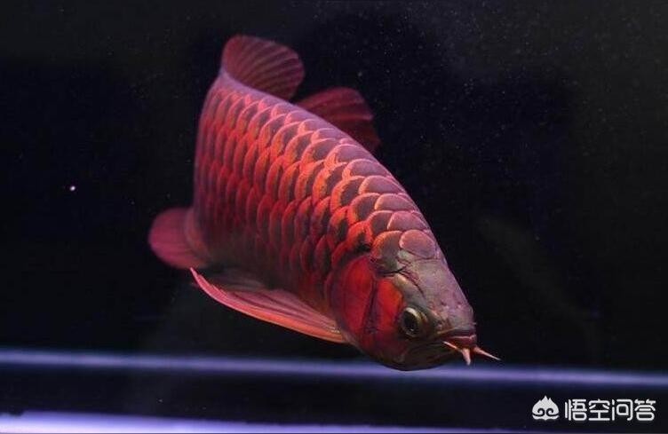 魚缸 小紅龍魚:小龍魚學名 紅龍魚百科 小紅龍魚:小龍魚學名 小紅龍魚:小龍魚學名 紅龍魚百科
