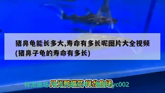 豬鼻龜能長多大,壽命有多長呢圖片大全視頻(豬鼻子龜?shù)膲勖卸嚅L)