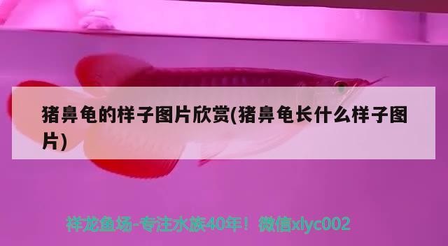 豬鼻龜的樣子圖片欣賞(豬鼻龜長什么樣子圖片)