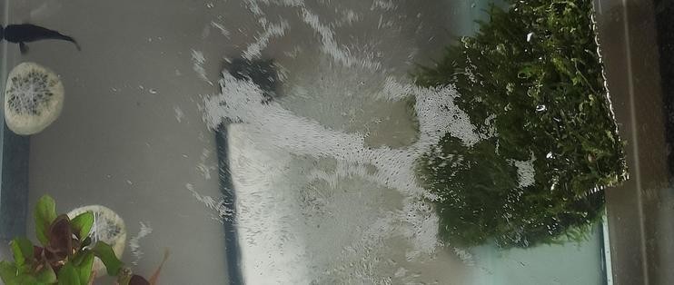 龍魚頭部撞傷后如何護理，木雕龍頭撞傷后，護理工作至關重要，以幫助其快速恢復 龍魚頭部撞傷后如何護理，木雕龍頭撞傷后，護理工作至關重要，以幫助其快速恢復 龍魚百科 第2張