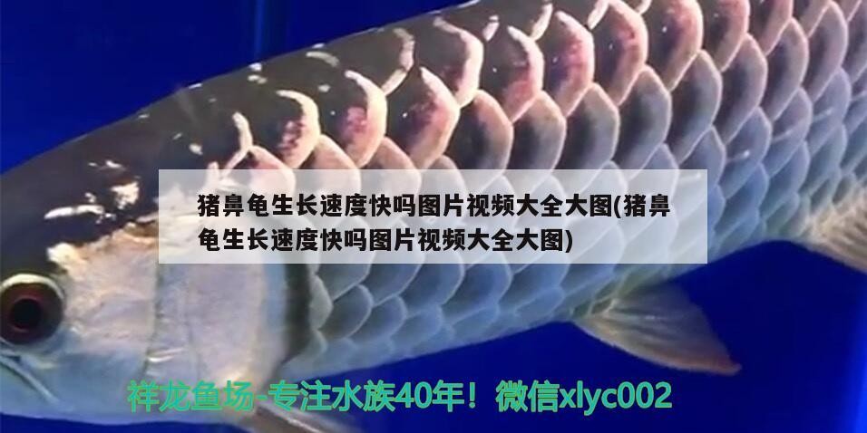 豬鼻龜生長速度快嗎圖片視頻大全大圖(豬鼻龜生長速度快嗎圖片視頻大全大圖) 豬鼻龜生長速度快嗎圖片視頻大全大圖(豬鼻龜生長速度快嗎圖片視頻大全大圖) 豬鼻龜百科
