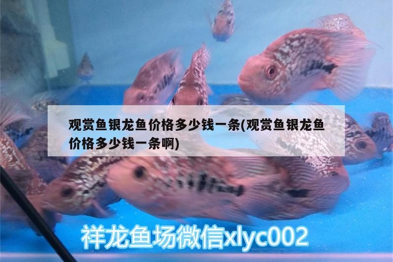 觀賞魚銀龍魚價格多少錢一條(觀賞魚銀龍魚價格多少錢一條啊)