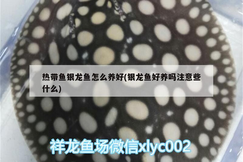 熱帶魚銀龍魚怎么養好(銀龍魚好養嗎注意些什么)
