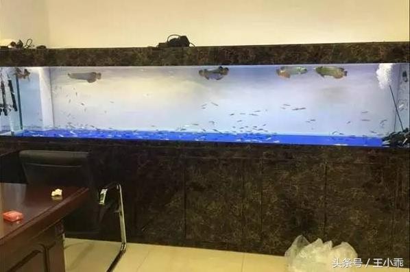 牡丹江市東安區小輝水族館（牡丹江市東安區小輝水族館電話）