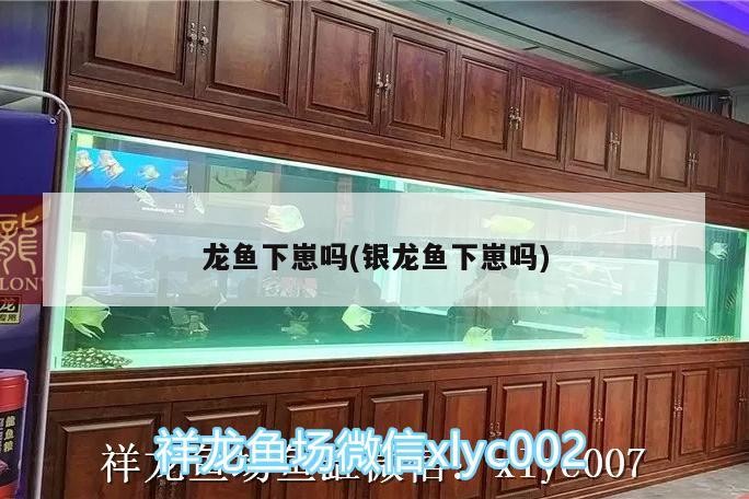 龍魚下崽嗎(銀龍魚下崽嗎)