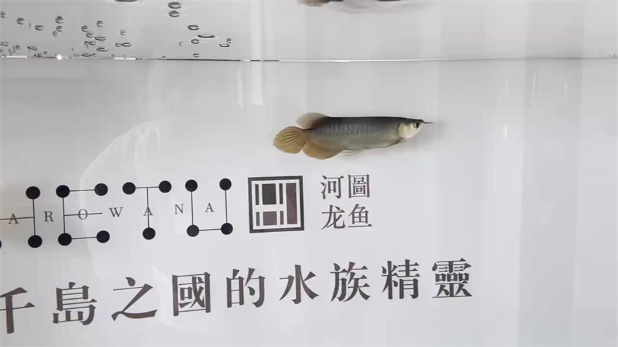 河圖到家第二天 河圖到家第二天 龍魚論壇
