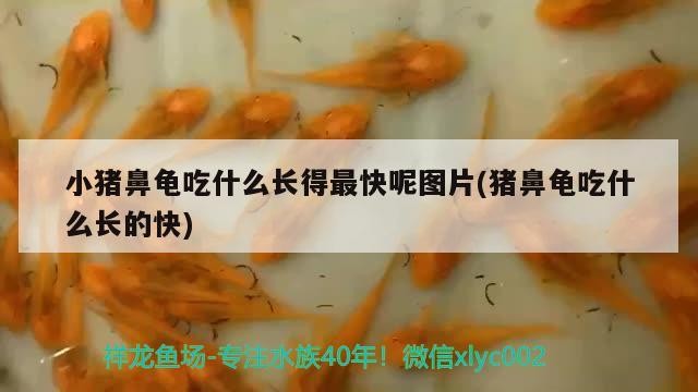 小豬鼻龜吃什么長得最快呢圖片(豬鼻龜吃什么長的快) 小豬鼻龜吃什么長得最快呢圖片(豬鼻龜吃什么長的快) 豬鼻龜百科