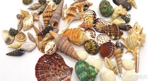 龍魚配虎魚的寓意和象征是什么（龍魚配虎魚的寓意和象征是什么呢）