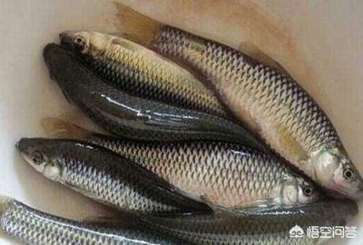 給龍魚喂食飼料的作用是什么 龍魚百科 第1張 給龍魚喂食飼料的作用是什么 給龍魚喂食飼料的作用是什么 龍魚百科 第1張