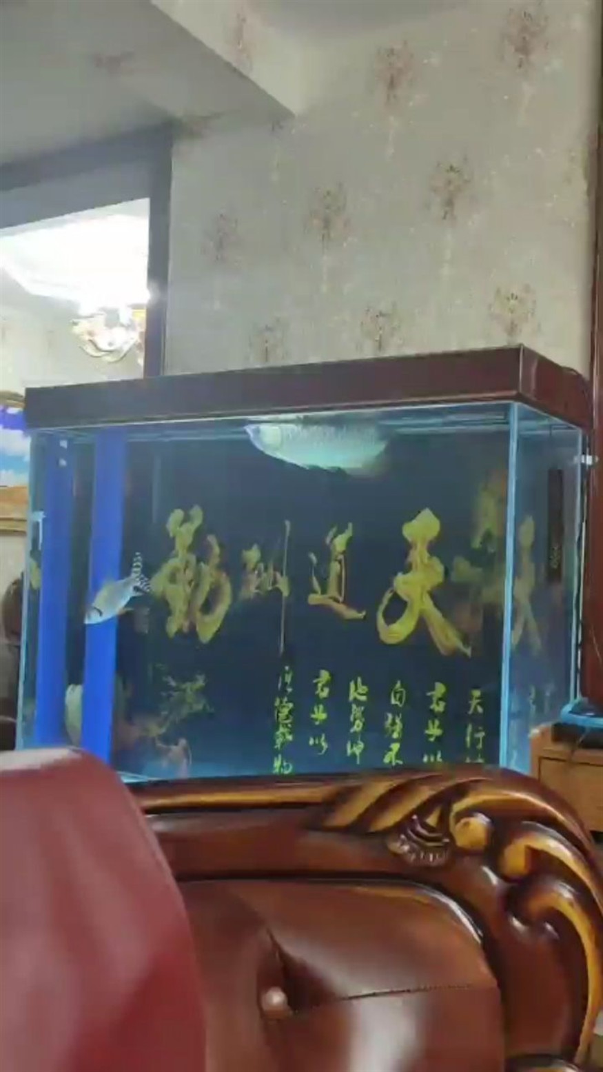 今天把氧泵移到底濾了 今天把氧泵移到底濾了 紅龍魚百科 第2張