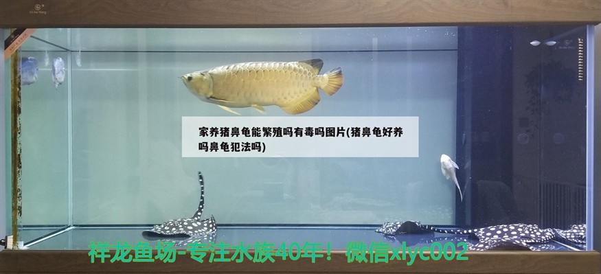 家養豬鼻龜能繁殖嗎有毒嗎圖片(豬鼻龜好養嗎鼻龜犯法嗎)