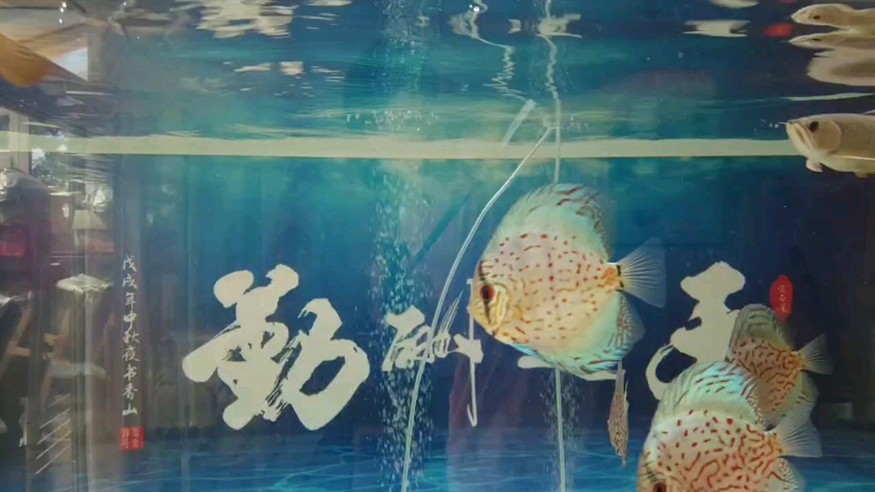 火星撞地球 火星撞地球 龍魚論壇