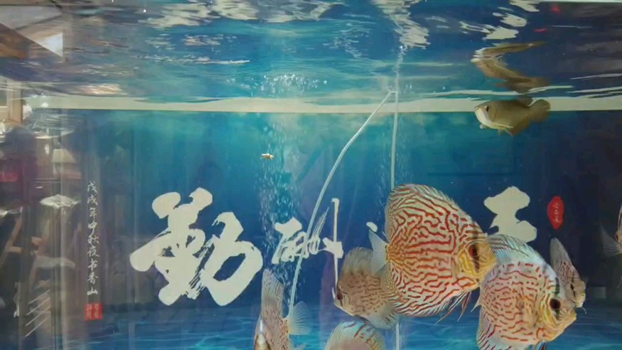 龍巔圈選金龍10廣發(fā)，沒有對比就沒有傷害，看看對比色 龍巔圈選金龍10廣發(fā)，沒有對比就沒有傷害，看看對比色 龍魚論壇