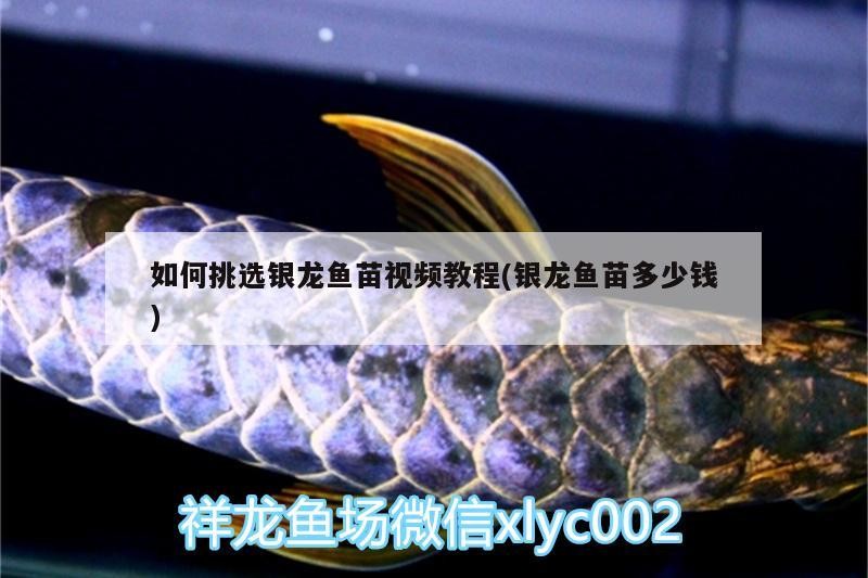 如何挑選銀龍魚苗視頻教程(銀龍魚苗多少錢) 如何挑選銀龍魚苗視頻教程(銀龍魚苗多少錢) 銀龍魚百科