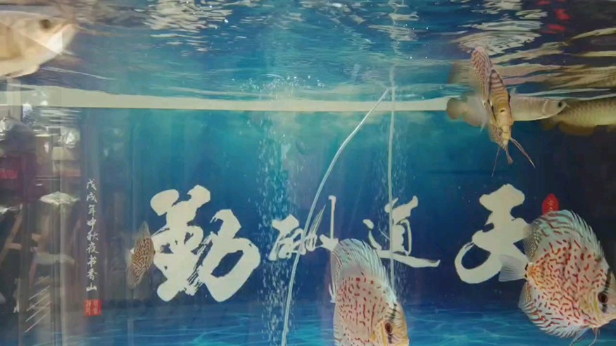 如何判斷龍魚是否感染（如何判斷龍魚感染）