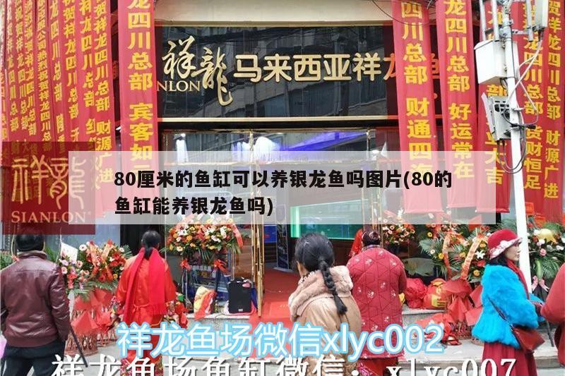80厘米的魚缸可以養銀龍魚嗎圖片(80的魚缸能養銀龍魚嗎)