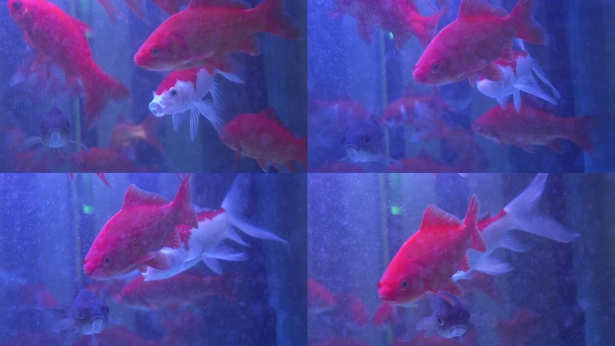 魚缸魚常見病：觀賞魚常見疾病及其治療方法 魚缸魚常見?。河^賞魚常見疾病及其治療方法 魚缸百科 第3張