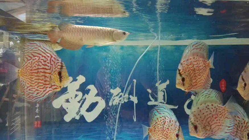 現(xiàn)在知道你為什么天天被追著咬了嗎？因為你搶了大哥的食 現(xiàn)在知道你為什么天天被追著咬了嗎？因為你搶了大哥的食 龍魚論壇