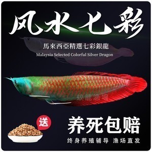 魚缸過濾器選購指南:自制魚缸過濾器魚缸上置過濾器對于養(yǎng)魚愛好者的必備知識 紅龍魚用什么顏色的背景畫好(紅龍魚用什么顏色的背景畫好看) 紅龍魚百科 紅龍魚用什么顏色的背景畫好(紅龍魚用什么顏色的背景畫好看) 紅龍魚用什么顏色的背景畫好(紅龍魚用什么顏色的背景畫好看) 紅龍魚百科