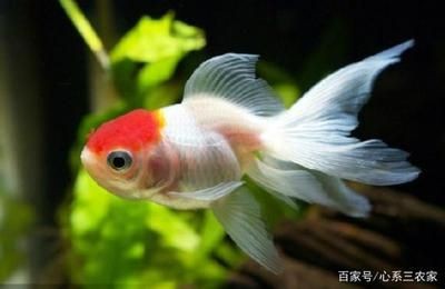 白點病過后魚缸怎么處理：白點病過后的魚缸處理方法 白點病過后魚缸怎么處理：白點病過后的魚缸處理方法 魚缸百科 第1張