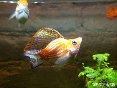 白點病過后魚缸怎么處理：白點病過后的魚缸處理方法 白點病過后魚缸怎么處理：白點病過后的魚缸處理方法 魚缸百科 第3張