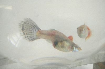 白點病過后魚缸怎么處理：白點病過后的魚缸處理方法 白點病過后魚缸怎么處理：白點病過后的魚缸處理方法 魚缸百科 第4張