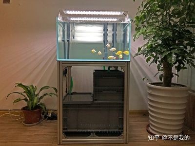玻璃魚缸過濾器有用嗎知乎：免影響過濾器在維持魚缸水質(zhì)清潔和補充
